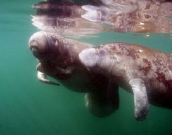 Manatees.Camera olympus c-5050 ikelite houseing, wa lens.... by Ray Eccleston 